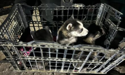 Frena Escobedo venta clandestina de animales en mercados rodantes