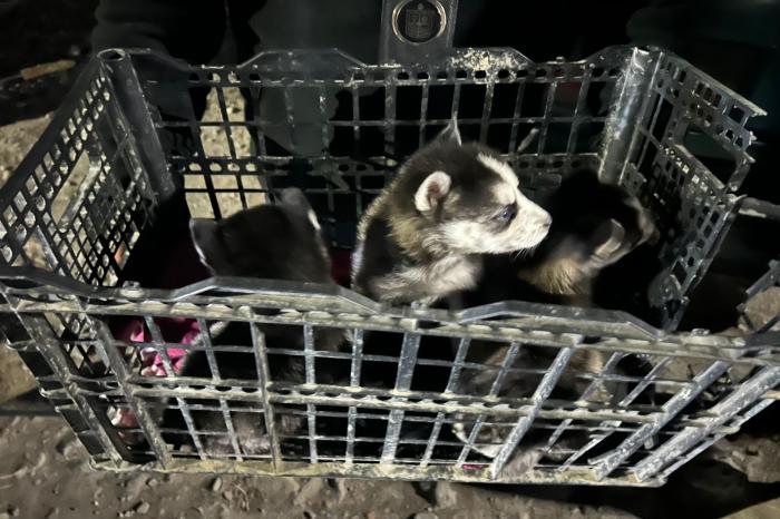 Frena Escobedo venta clandestina de animales en mercados rodantes