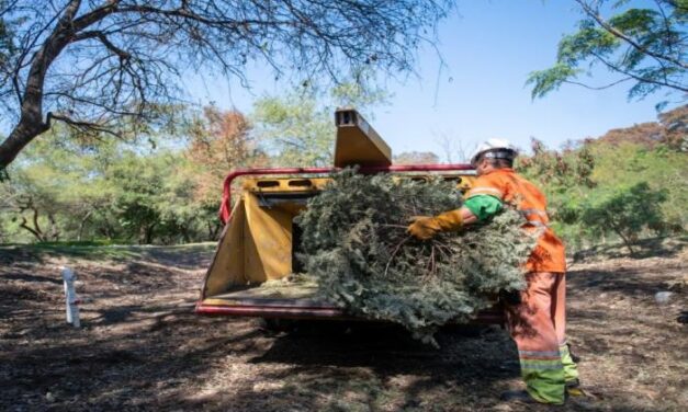 ARRANCA MTY CON ACOPIO DE PINOS NAVIDEÑOS