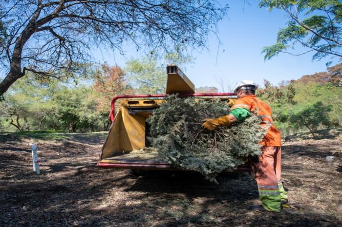 ARRANCA MTY CON ACOPIO DE PINOS NAVIDEÑOS