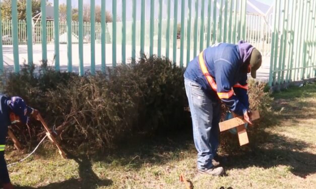 INSTALARÁ ESBOBEDO CENTROS DE ACOPIO PARA PINOS NAVIDEÑOS