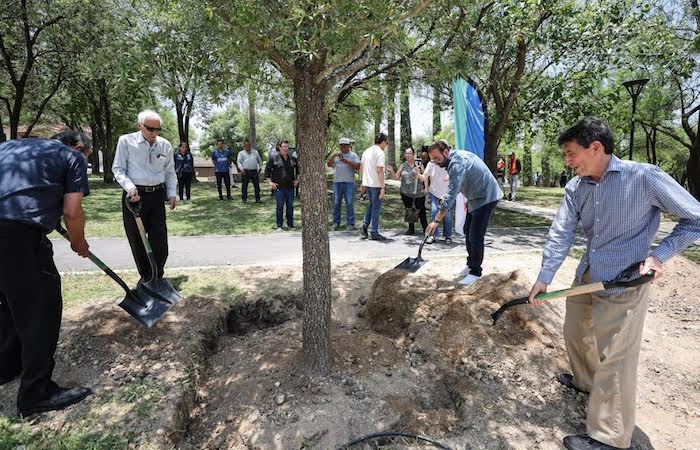 SAN PEDRO PLANTA LOS ENCINOS MÁS GRANDES DEL PROGRAMA GIGANTES VERDES Y SUPERA LOS 500 ÁRBOLES SEMBRADOS