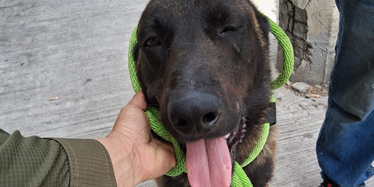 NUEVA DIVISIÓN AMBIENTAL RESGUARDA A PERRITO LESIONADO CON MACHETE EN APODACA