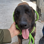 NUEVA DIVISIÓN AMBIENTAL RESGUARDA A PERRITO LESIONADO CON MACHETE EN APODACA