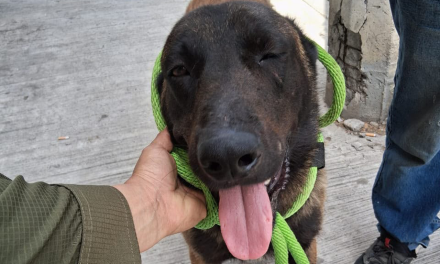 NUEVA DIVISIÓN AMBIENTAL RESGUARDA A PERRITO LESIONADO CON MACHETE EN APODACA